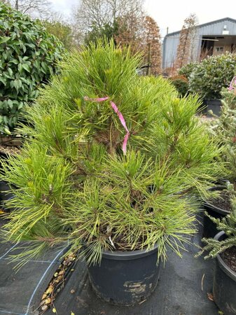 Pinus nigra 'Spielberg' 50-60 Root Ball