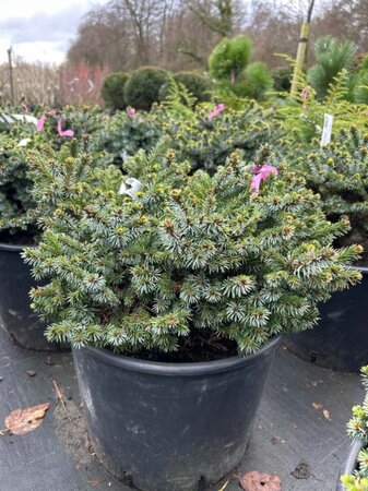 Picea omorika 'Pimoko' 30-40 Root Ball