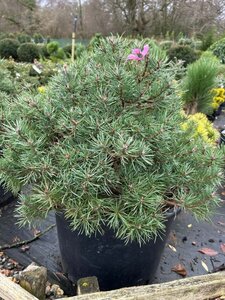 Pinus sylv. 'Frensham' 40-50 Root Ball