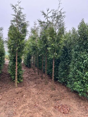 Thuja pl. 'Excelsa' Extra-Hstd 16/18 Wire RB