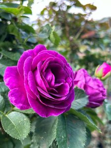 Rosa (T) Big Purple 90cm Stem 10L