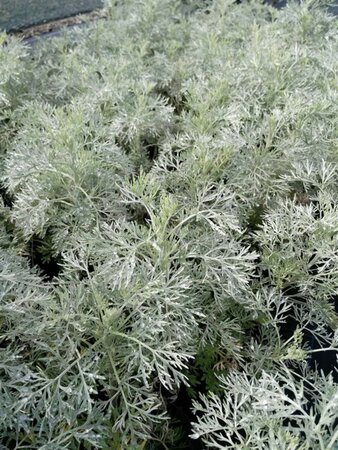 Artemisia Powis Castle 2L