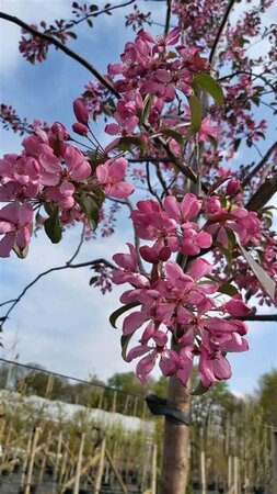 Malus 'Mokum' Extra-Hstd 14/16 80L - image 1