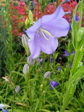 Campanula persicifolia 9cm liner