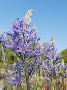 Camassia leichtlinii 'Caerulea' 2L