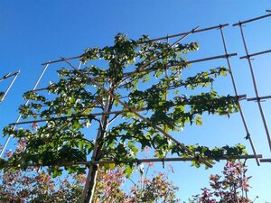 Liquidambar st. 'Lane Roberts' 1.8M stem 12/14 Wire RB 1.8m x 1.2m Pleach