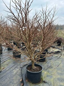 Liquidambar styraciflua 175-200 Multi Stem Extra Bushy WRB