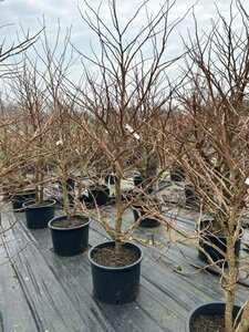 Liquidambar styraciflua 175-200 Multi Stem Root Ball