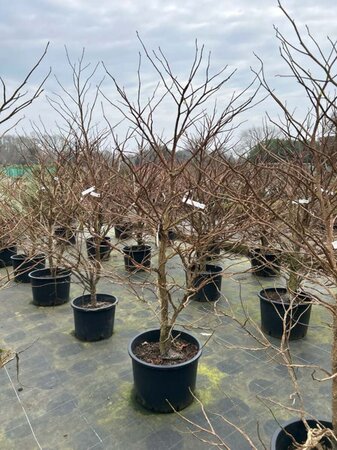 Liquidambar styraciflua 150-175 Multi Stem Root Ball