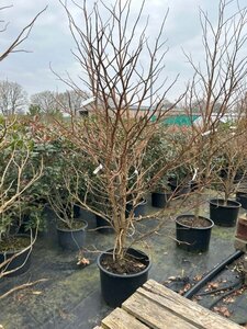 Liquidambar styraciflua 200-225 Multi Stem Wire RB