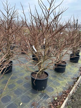 Liquidambar styraciflua 150-175 Multi Stem Extra Bushy WRB