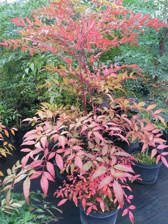 Nandina domestica 175-200 35L - image 1