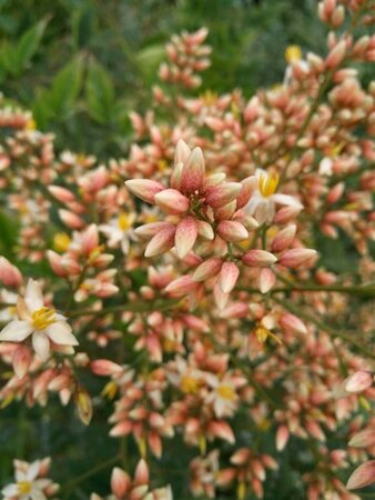 Nandina domestica 175-200 35L - image 2