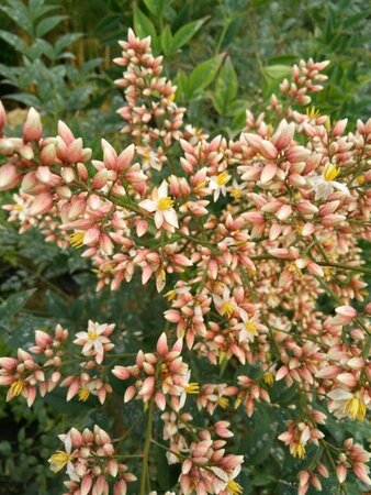 Nandina domestica 175-200 35L - image 3