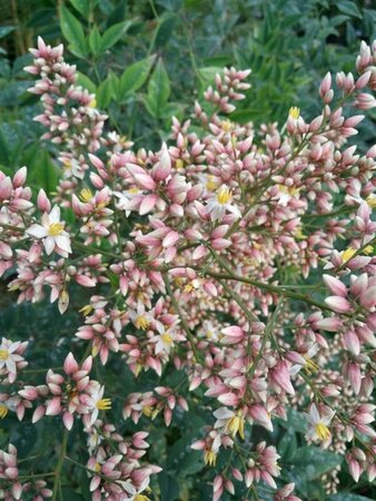 Nandina domestica 175-200 35L - image 4