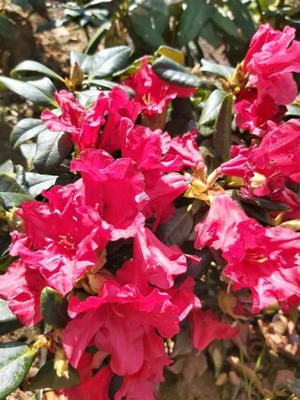 Rhododendron (F) 'Baden-Baden' 30-40 Root Ball - image 2