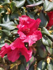 Rhododendron (F) 'Baden-Baden' 30-40 Root Ball - image 3