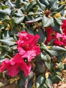 Rhododendron (F) 'Baden-Baden' 30-40 Root Ball - image 4