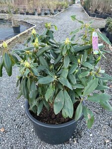 Rhododendron 'Marcel Menard' 40-50 Root Ball