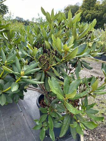 Rhododendron 'Nova Zembla' 70-80 Root Ball - image 5