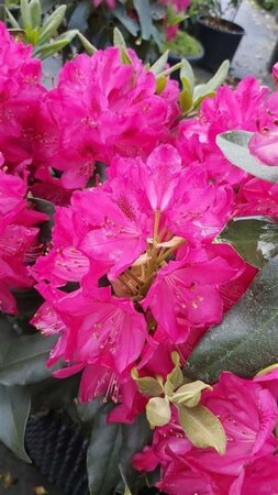 Rhododendron 'Nova Zembla' 50-60 Root Ball - image 1