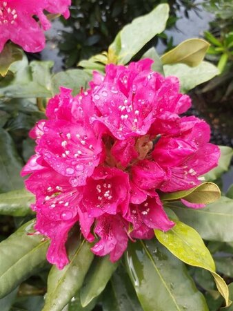 Rhododendron 'Nova Zembla' 50-60 Root Ball - image 3