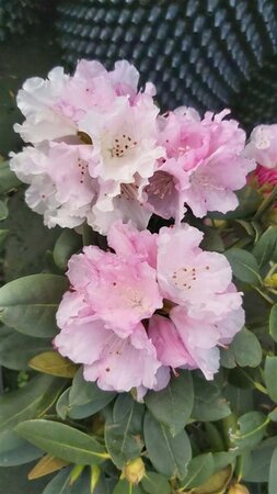 Rhododendron (Y) 'Silberwolke' 40-50 Root Ball - image 1