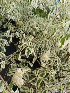 Cornus alternifolia 'Argentea' 250/300 60L