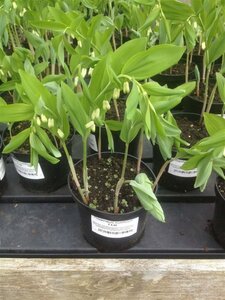 Polygonatum multiflorum 9cm liner