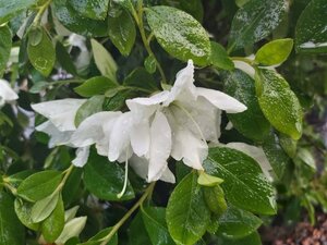 Rhododendron (AJ) 'Dorothy Haiden' 25L