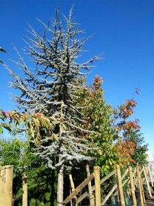 Cedrus libani 'Glauca' 325-350 350L