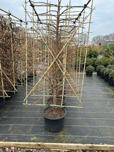 Liquidambar styraciflua 1.2m x 1.8m Panel Wire RB