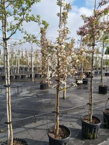 Malus 'Evereste' 175-200 Wire RB