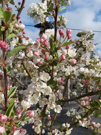 Malus 'Evereste' 175-200 Wire RB - image 2