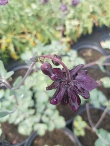 Aquilegia v. 'Black Barlow' 9cm liner