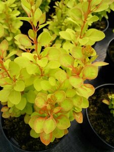 Berberis thunb. 'Maria' 10L