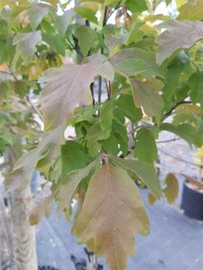 Acer griseum 100-125 Multi Stem 38L Airpot