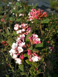 Viburnum carlesii 'Aurora' 125-150 25L