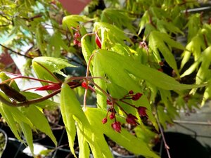 Acer pal. 'Osakazuki' 4.50/5.00m Multi Stem 2000L