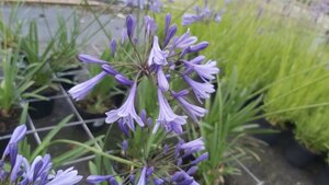 Agapanthus 'Dr Brouwer' 5L