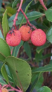 Arbutus unedo 150-175 25L