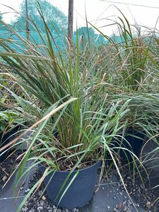 Calamagrostis acut. 'Karl Foerster' 10L