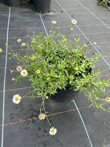 Erigeron karvinskianus 2L
