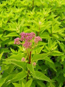 Eupatorium mac. 'Atropurpureum' 3L