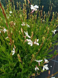 Gaura lindh. 'Whirling Butterflies' 2L