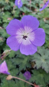 Geranium Rozanne 2L