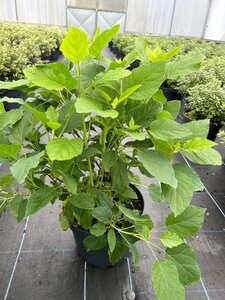 Hydrangea a. 'Annabelle' 10L