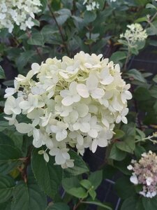 Hydrangea pan. 'Limelight' 10L