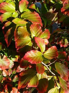 Parrotia persica 250-275 Bonsai 300L