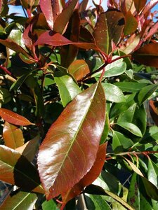 Photinia fraseri 'Red Robin' 150-175 Root Ball